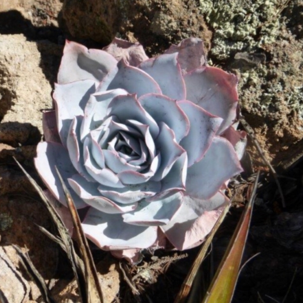 Echeveria Cante in the GardenTags plant encyclopedia Echeveria Cante in the GardenTags plant encyclopedia