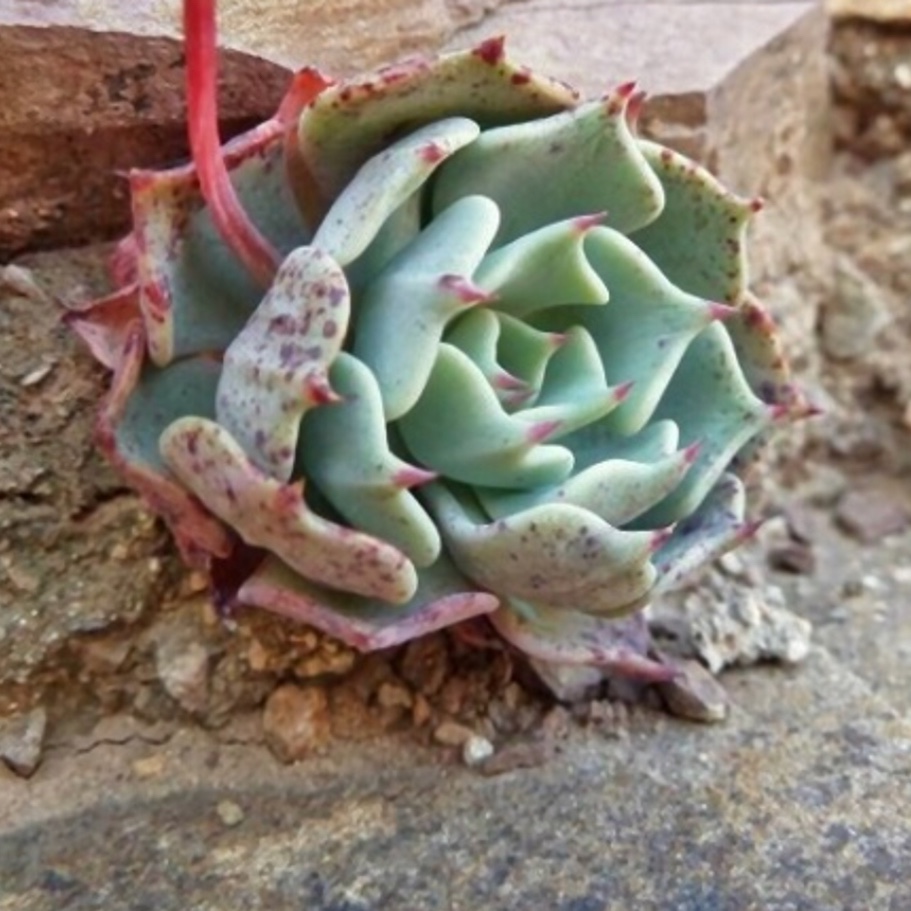 Echeveria Catorce in the GardenTags plant encyclopedia Echeveria Catorce in the GardenTags plant encyclopedia