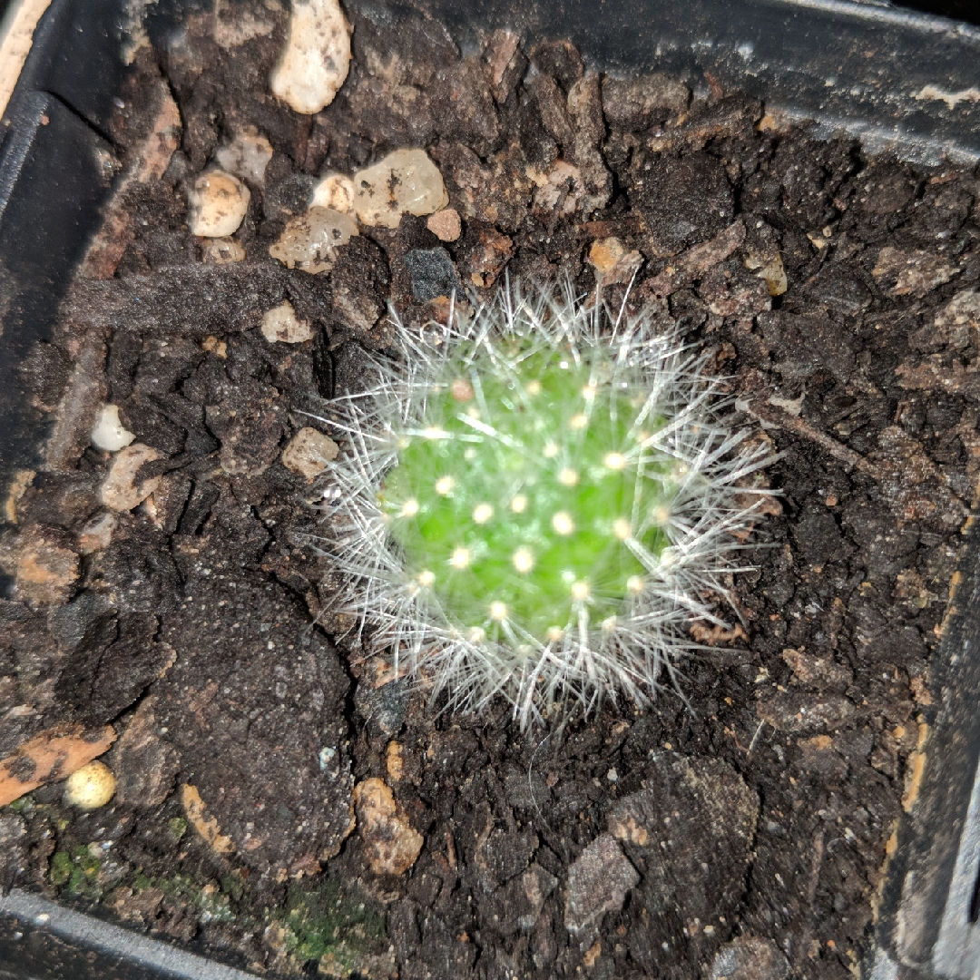 Rebutia pulvinosa subsp. albiflora syn. Rebutia albiflora, Aylostera albiflora in the GardenTags plant encyclopedia Rebutia pulvinosa subsp. albiflora in the GardenTags plant encyclopedia