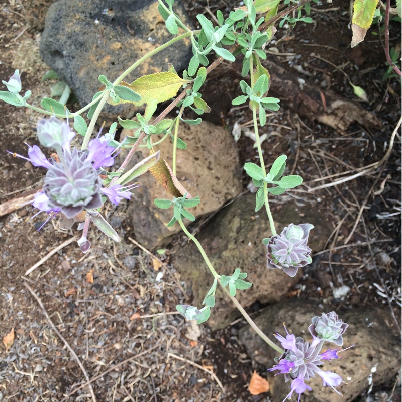 Salvia Celestial Blue in the GardenTags plant encyclopedia Salvia Celestial Blue in the GardenTags plant encyclopedia