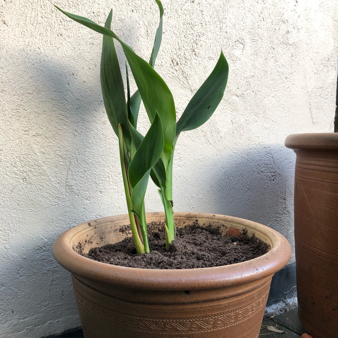 Canna Ra in the GardenTags plant encyclopedia Water Canna Ra in the GardenTags plant encyclopedia