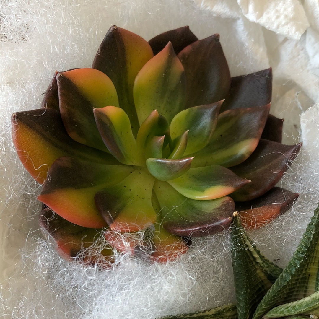 ECHEVERIA 'Black Prince' – Rancho Tissue