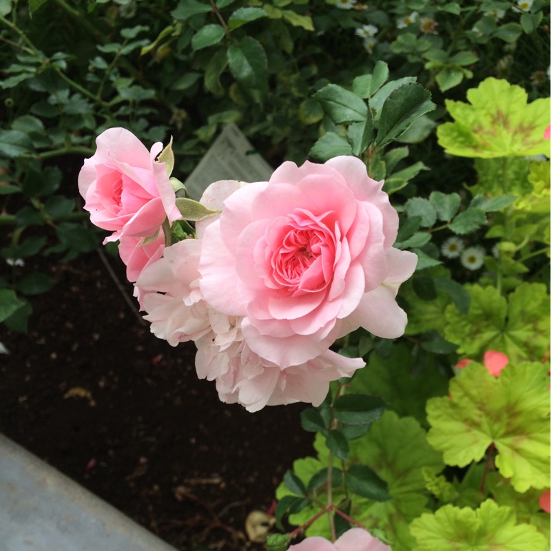 Rosa Bonica in the GardenTags plant encyclopedia Rose Bonica in the GardenTags plant encyclopedia