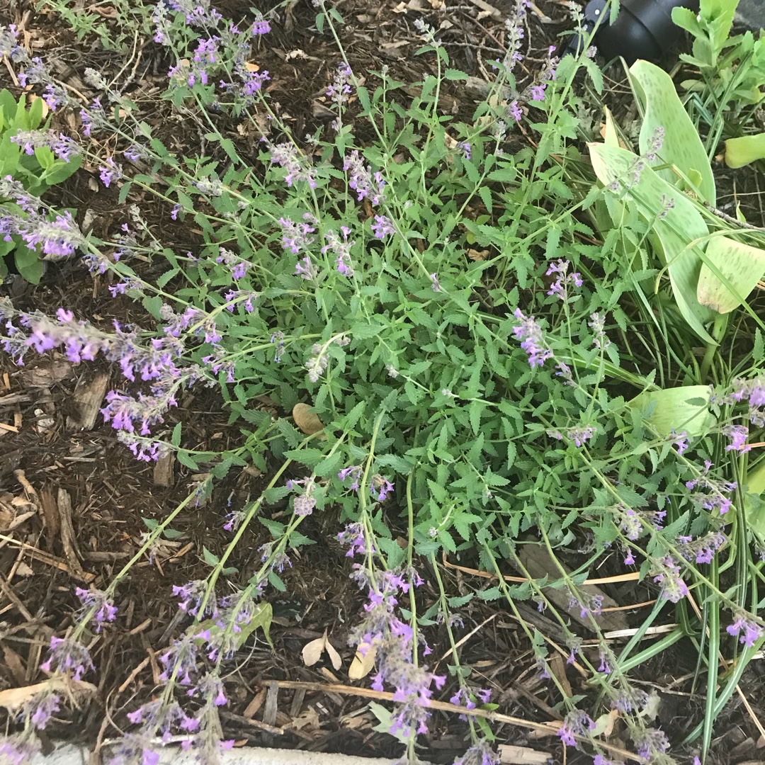 Nepeta x psfike Little Trudy™ in the GardenTags plant encyclopedia Catmint Little Trudy™ in the GardenTags plant encyclopedia
