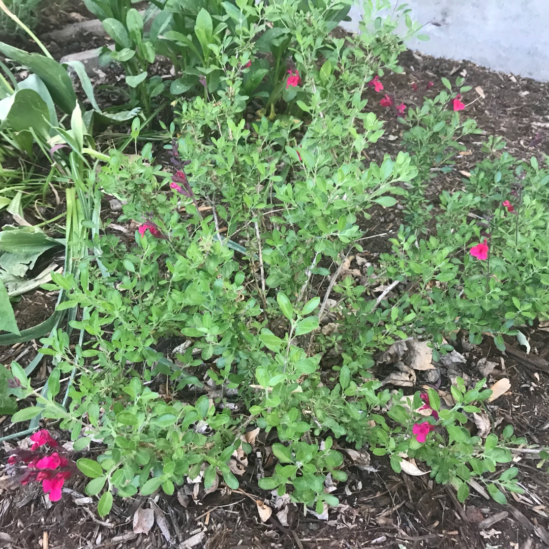 Salvia greggii Furmans Red in the GardenTags plant encyclopedia Salvia Furmans Red in the GardenTags plant encyclopedia