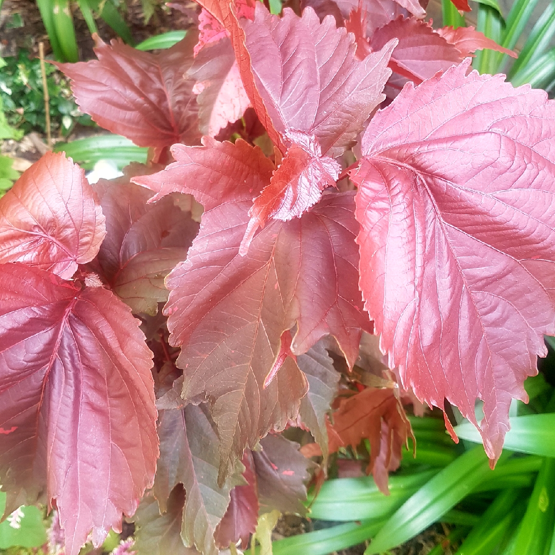 Acalypha wilkesiana Raggedy Ann in the GardenTags plant encyclopedia Copperleaf Raggedy Anne in the GardenTags plant encyclopedia