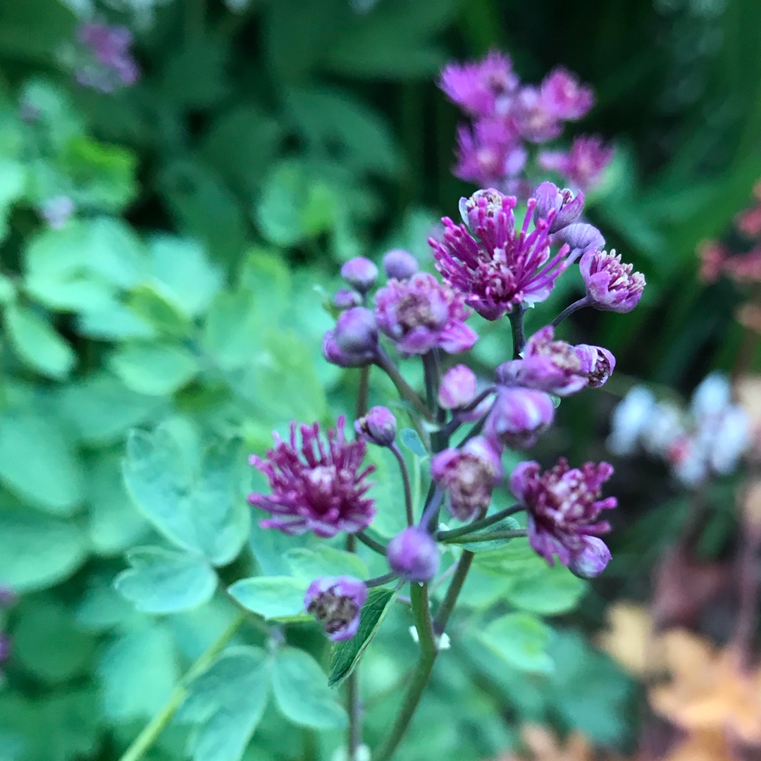 Thalictrum aquilegiifolium Thundercloud syn. Thalictrum aquilegiifolium Purple Cloud in the GardenTags plant encyclopedia French Meadow Rue Thundercloud in the GardenTags plant encyclopedia