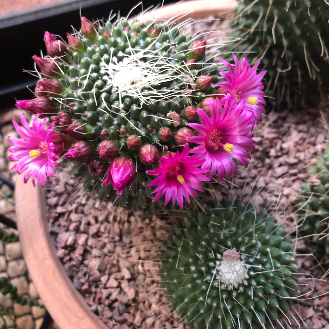 Mammillaria backebergiana in the GardenTags plant encyclopedia