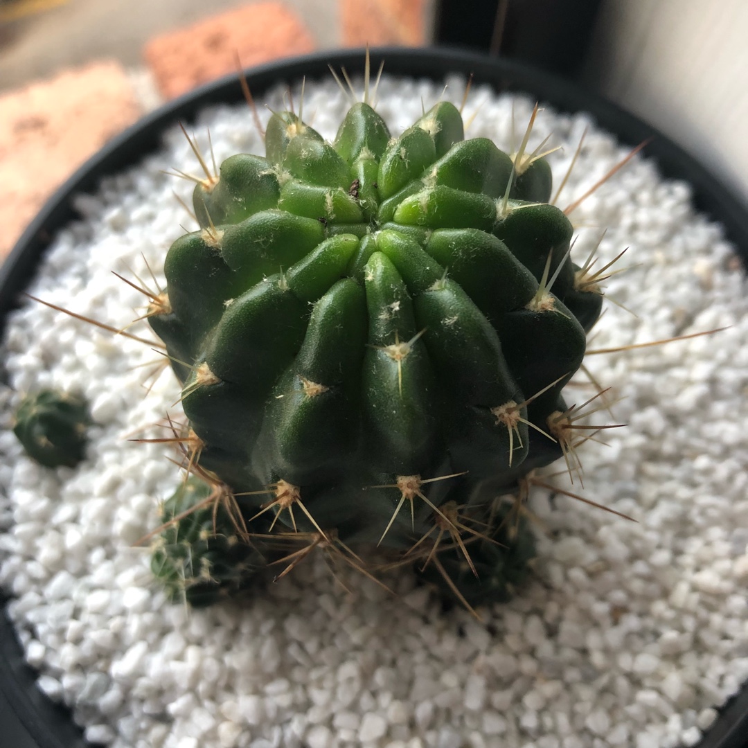 Echinopsis pentlandii syn. Lobivia pentlandii in the GardenTags plant encyclopedia Echinopsis pentlandii in the GardenTags plant encyclopedia