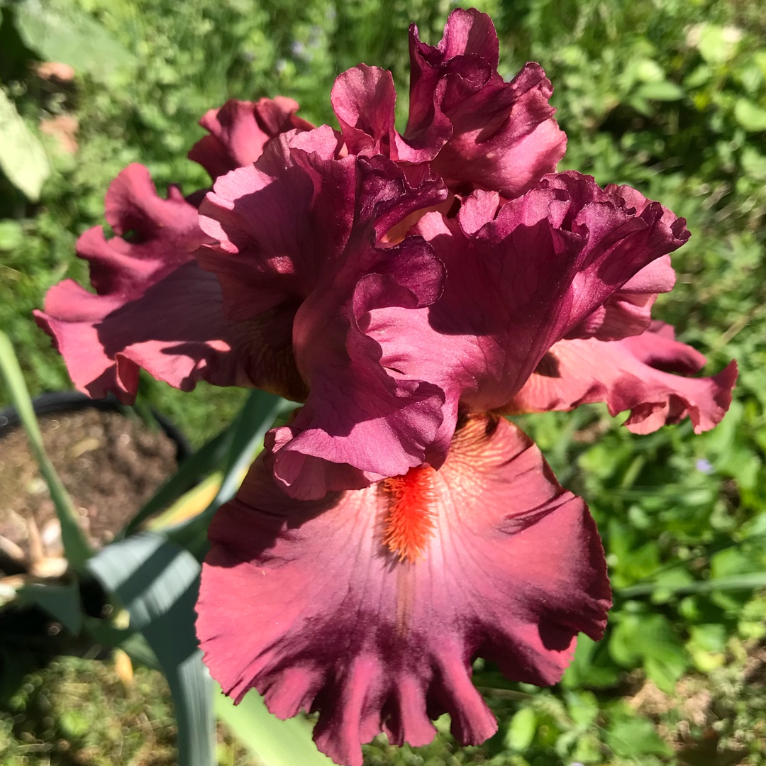 Iris x germanica War Chief in the GardenTags plant encyclopedia Bearded Iris War Chief (Tall) in the GardenTags plant encyclopedia