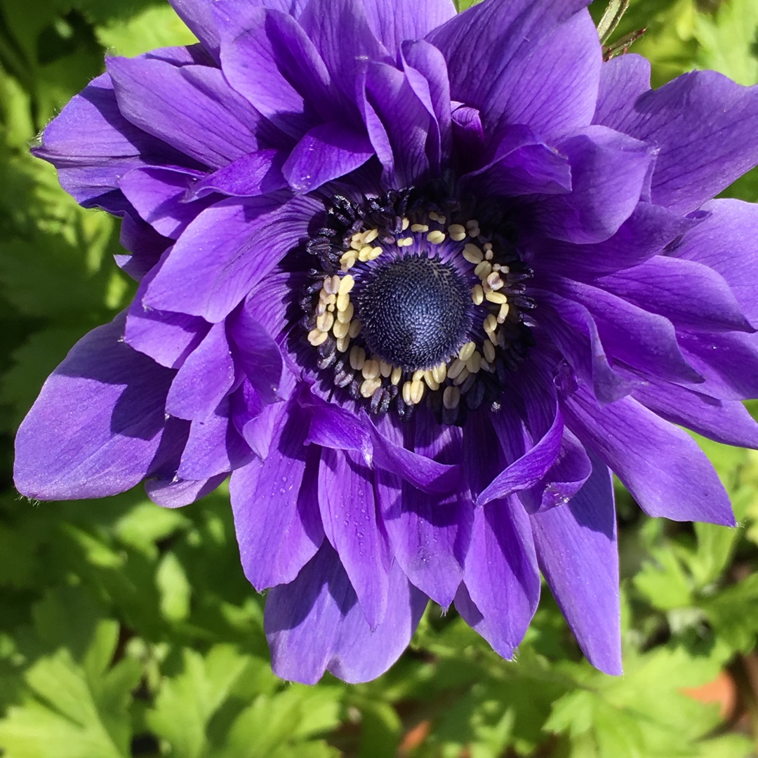 Anemone (Saint Bridgid Group) Lord Lieutenant in the GardenTags plant encyclopedia