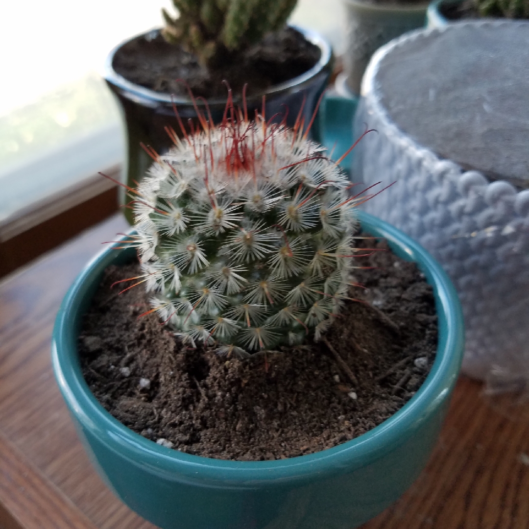 Mammillaria crinita in the GardenTags plant encyclopedia Mammillaria crinita in the GardenTags plant encyclopedia