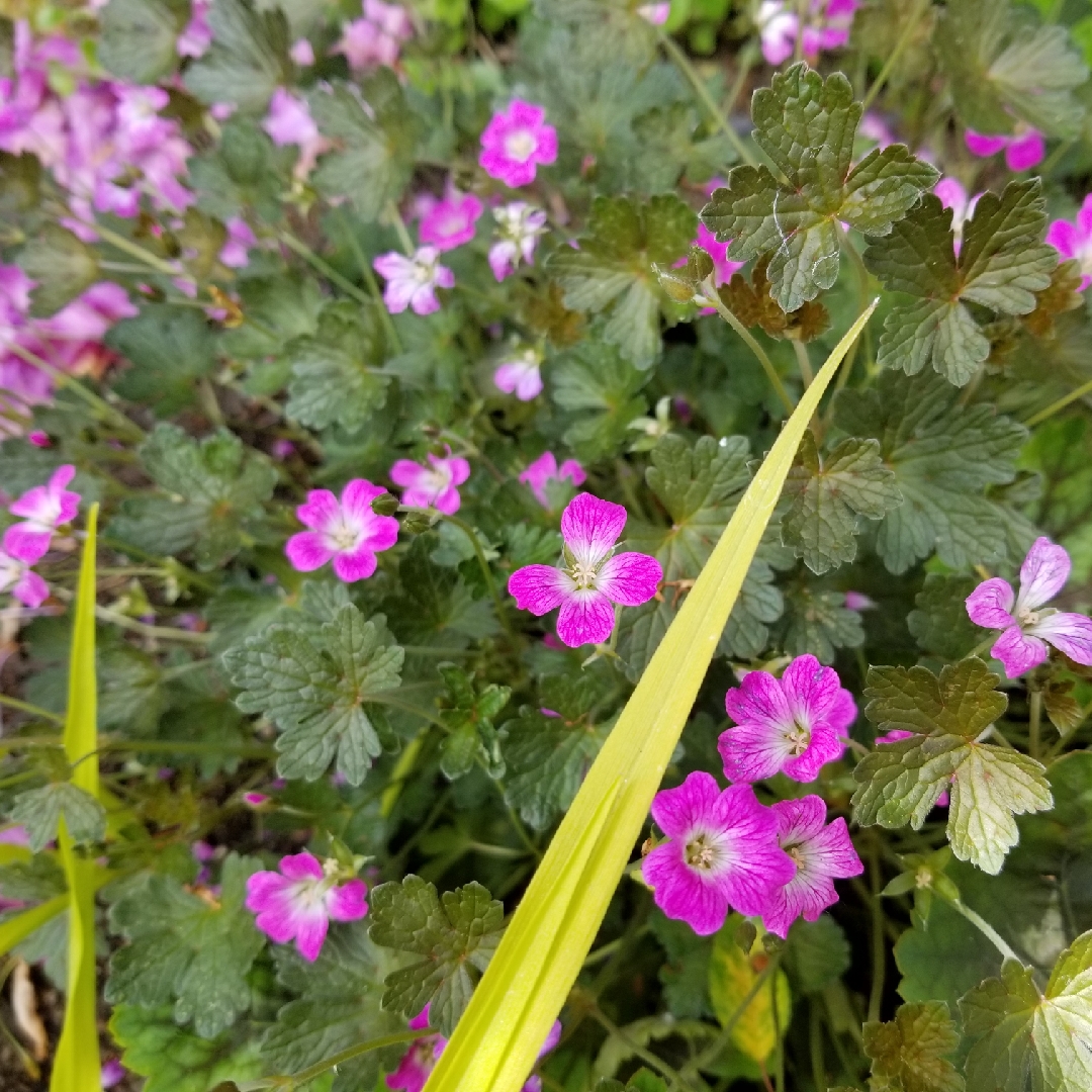 Geranium Orkney Cherry in the GardenTags plant encyclopedia Geranium Orkney Cherry in the GardenTags plant encyclopedia