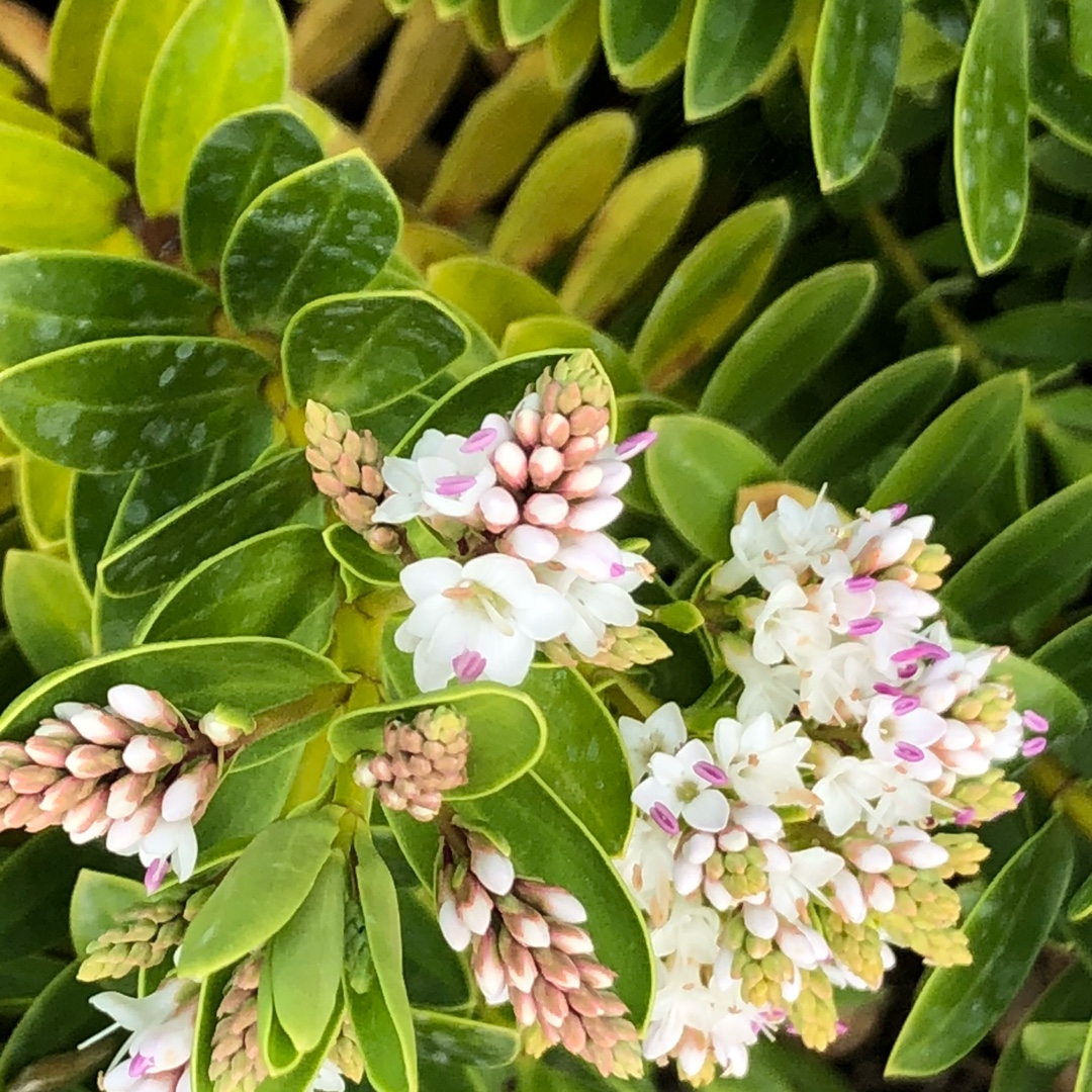 Hebe Wiri Mist in the GardenTags plant encyclopedia Shrubby Veronica Wiri Mist in the GardenTags plant encyclopedia