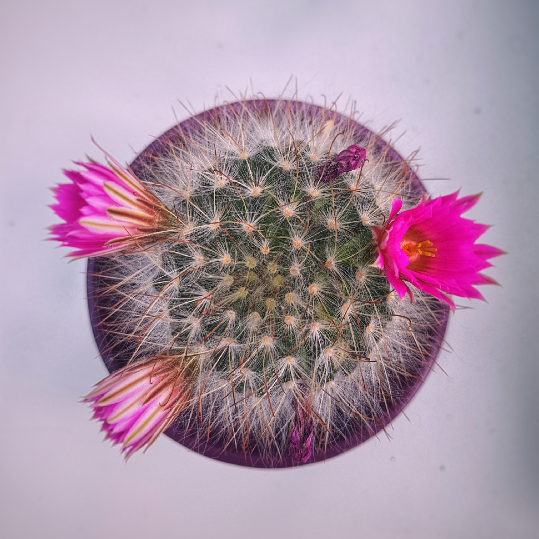 Mammillaria guelzowiana Robustior in the GardenTags plant encyclopedia Mammillaria Robustior in the GardenTags plant encyclopedia