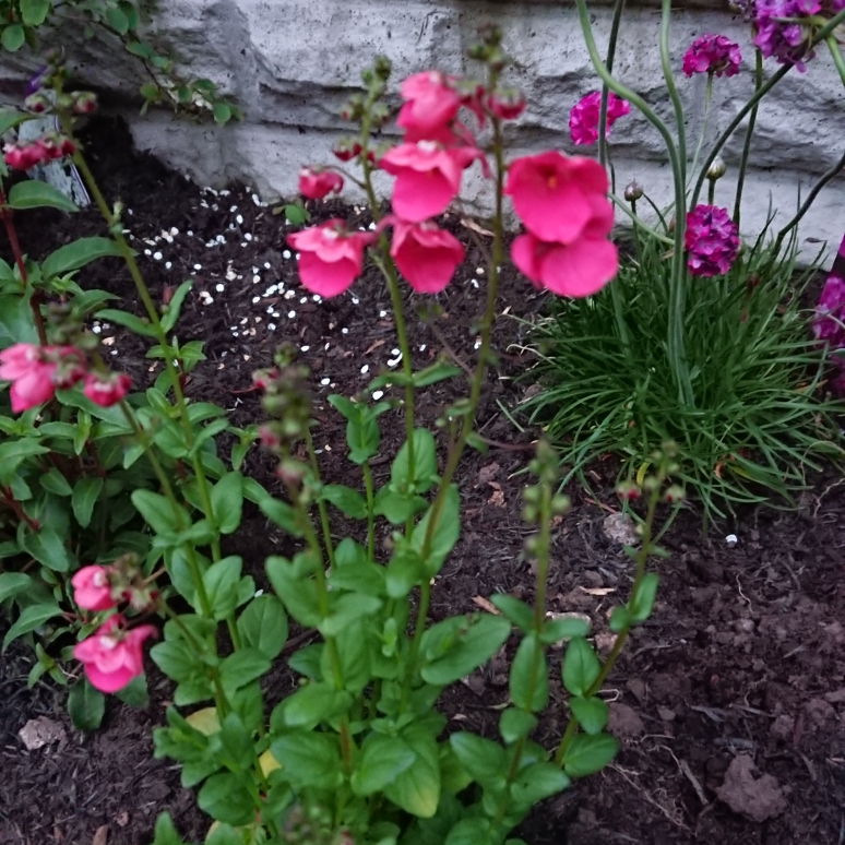 Diascia barberae Diamonte Coral Rose in the GardenTags plant encyclopedia Twinspur Diamonte Coral Rose in the GardenTags plant encyclopedia
