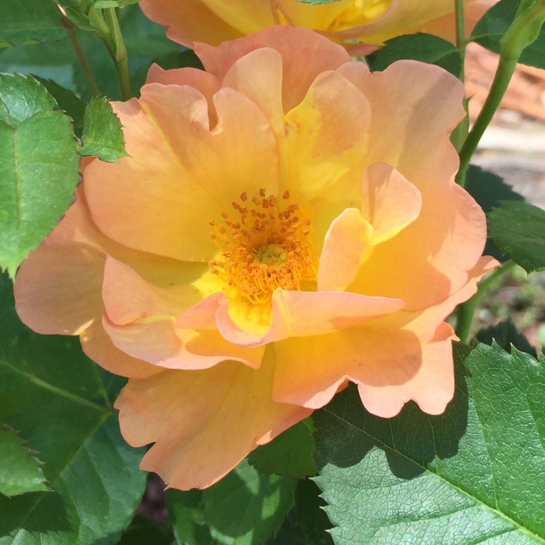 Rosa RSM Y2 syn. Rosa Morden Sunrise in the GardenTags plant encyclopedia Rose Morden Sunrise (Shrub) in the GardenTags plant encyclopedia
