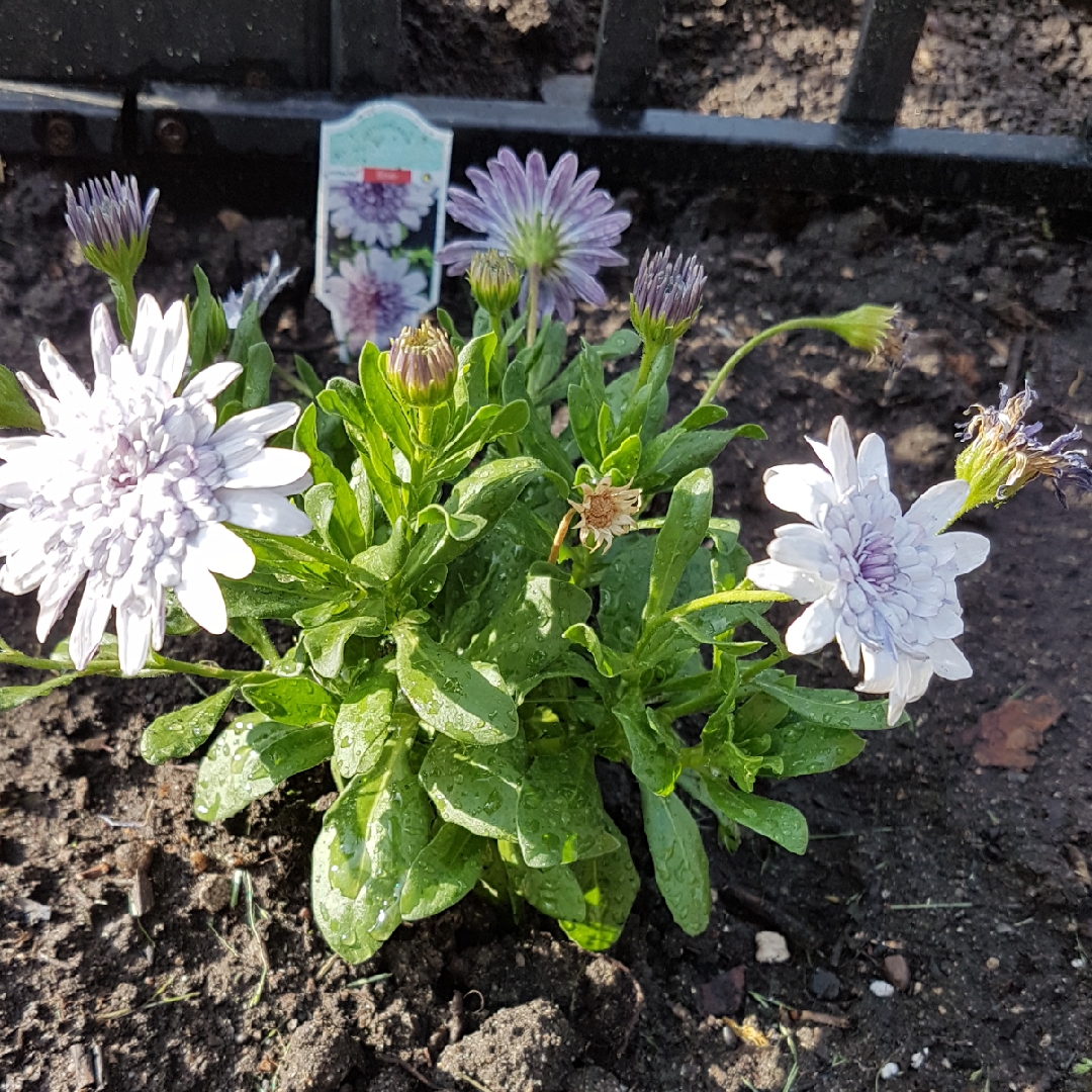 Osteospermum 4D™ Silver in the GardenTags plant encyclopedia African Daisy 4D™ Silver in the GardenTags plant encyclopedia