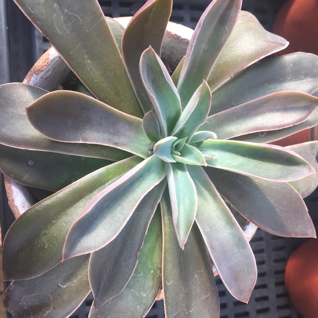 Echeveria Racemosa var. Racemosa in the GardenTags plant encyclopedia Echeveria Racemosa in the GardenTags plant encyclopedia
