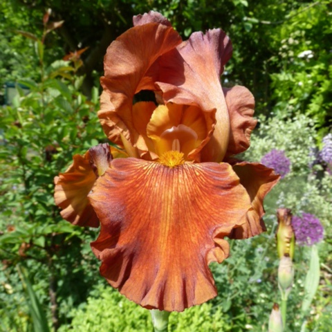 Iris x germanica Sultans Palace in the GardenTags plant encyclopedia Bearded Iris Sultans Palace (Tall) in the GardenTags plant encyclopedia