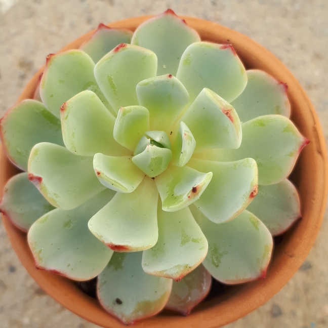 Echeveria Albina in the GardenTags plant encyclopedia Echeveria Albina in the GardenTags plant encyclopedia