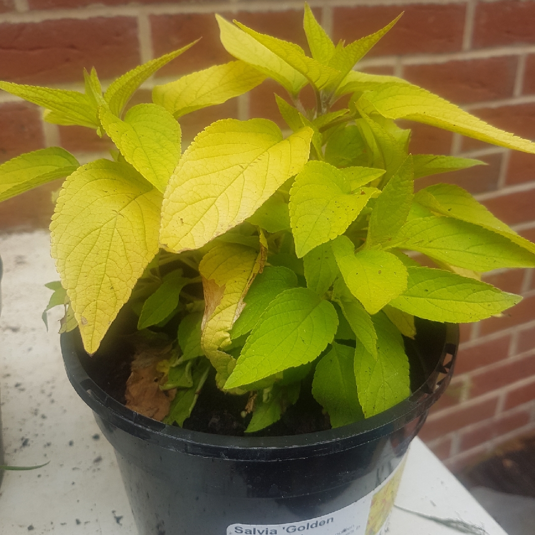 Salvia elegans Golden Delicious in the GardenTags plant encyclopedia Golden Leaved Pineapple Sage in the GardenTags plant encyclopedia