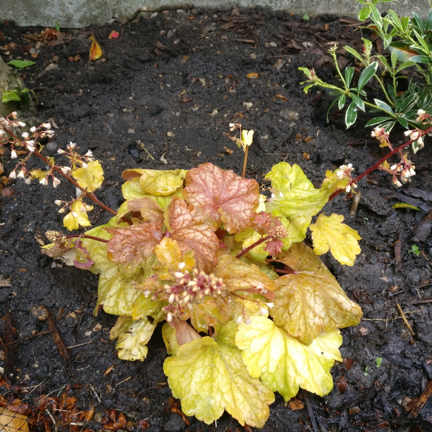 Heuchera Champagne in the GardenTags plant encyclopedia Alumroot Champagne in the GardenTags plant encyclopedia
