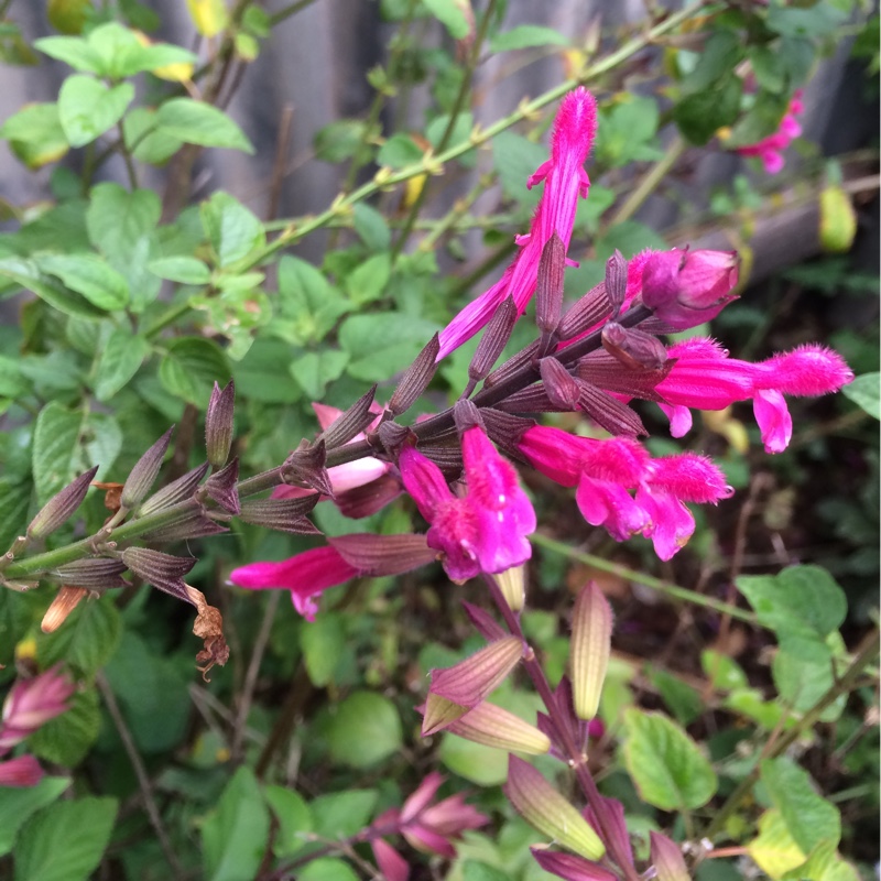 Salvia Involucrata in the GardenTags plant encyclopedia Rose Leaf Sage in the GardenTags plant encyclopedia