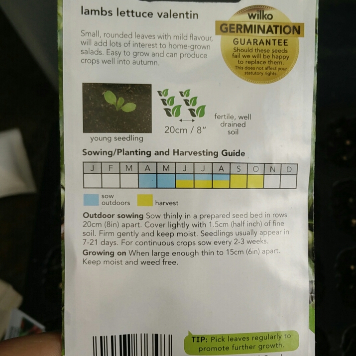 Valerianella locusta Valentin in the GardenTags plant encyclopedia Lambs Lettuce Valentin in the GardenTags plant encyclopedia