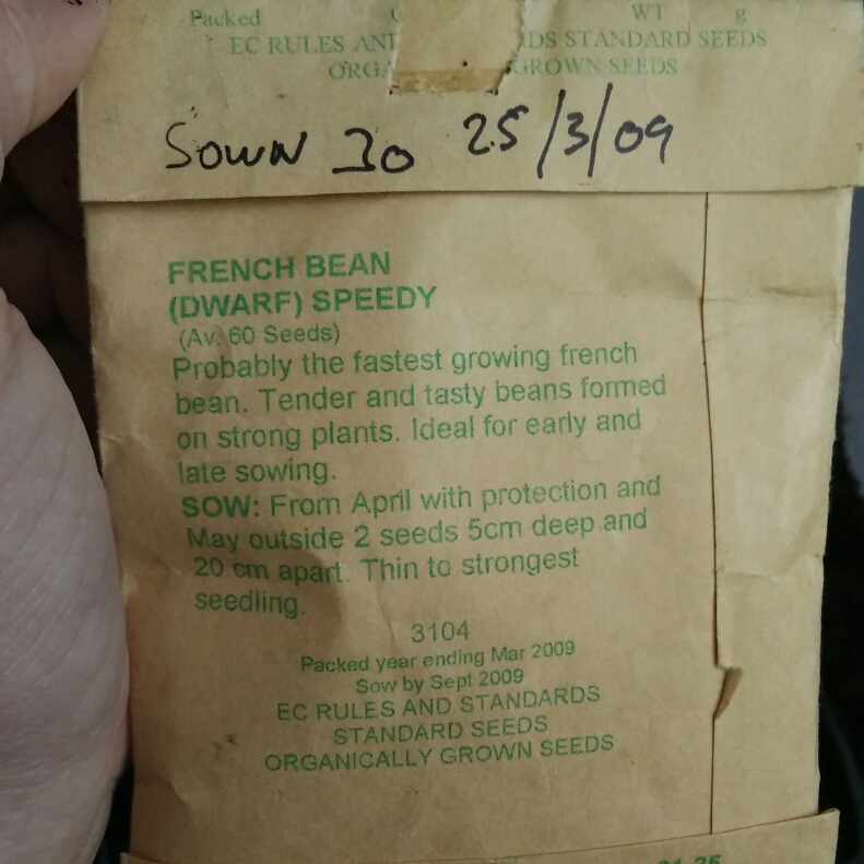 Phaseolus vulgaris Speedy in the GardenTags plant encyclopedia Dwarf French Bean Speedy in the GardenTags plant encyclopedia