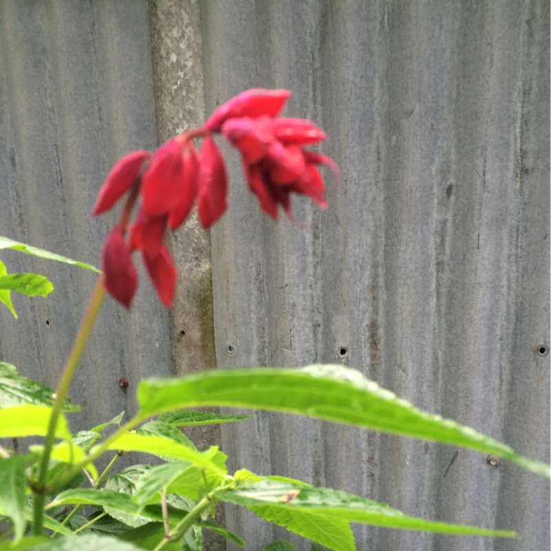 Salvia splendens Van Houttei in the GardenTags plant encyclopedia Salvia Van Houttei in the GardenTags plant encyclopedia