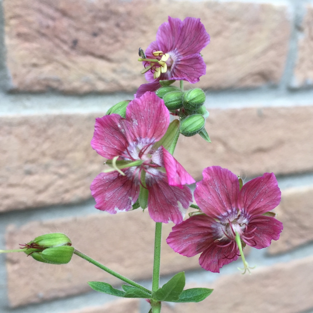 Geranium phaeum Rose Madder in the GardenTags plant encyclopedia Dusky Cranesbill Rose Madder in the GardenTags plant encyclopedia