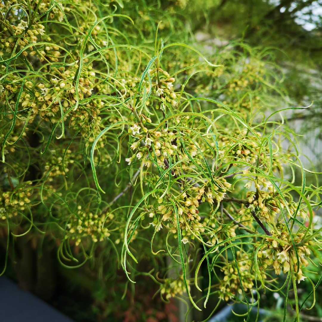 Frangula alnus Asplenifolia syn. Rhamnus frangula Asplenifolia in the GardenTags plant encyclopedia Fern leaved Buckthorn in the GardenTags plant encyclopedia