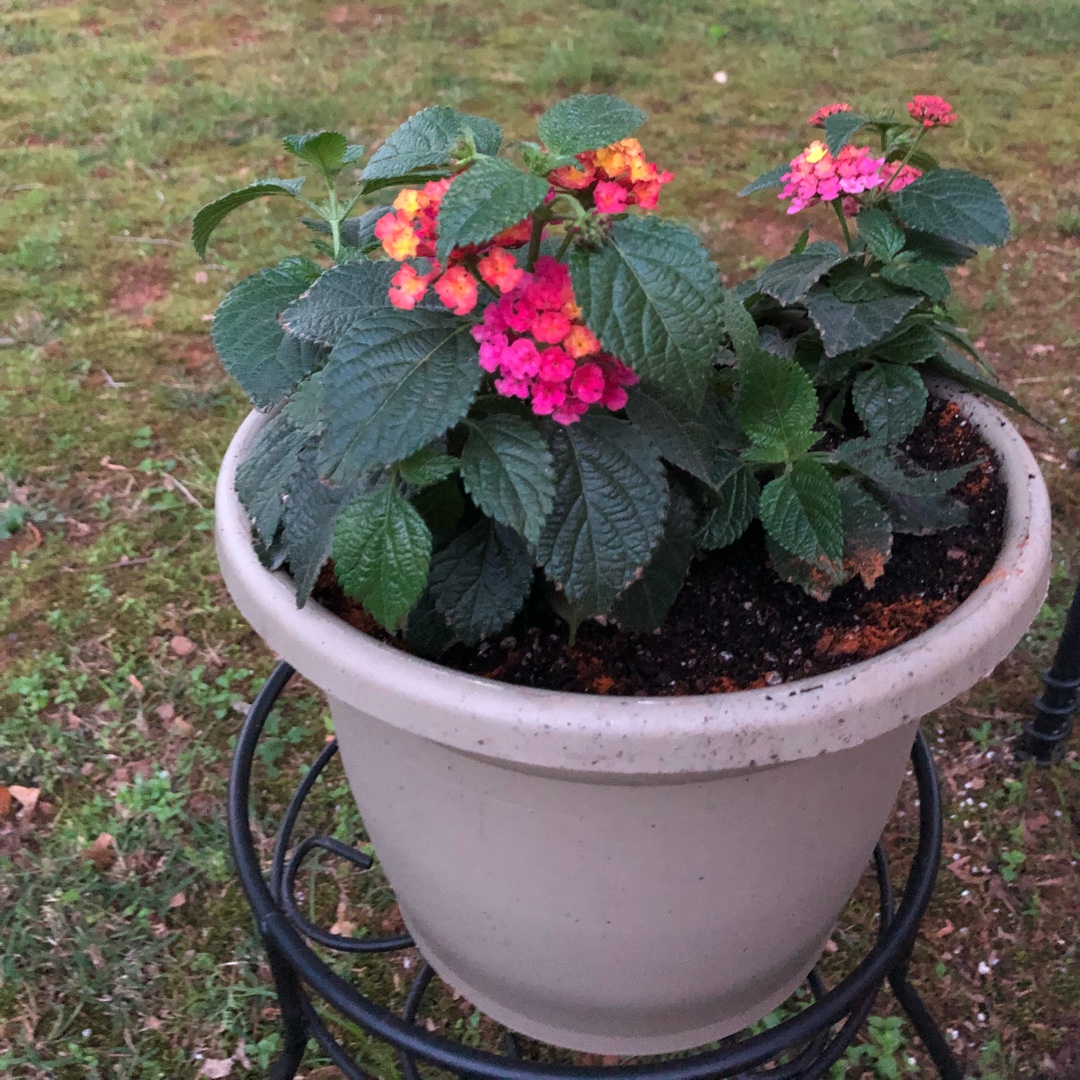 Lantana camara Anne Marie in the GardenTags plant encyclopedia Big Sage Anne Marie in the GardenTags plant encyclopedia