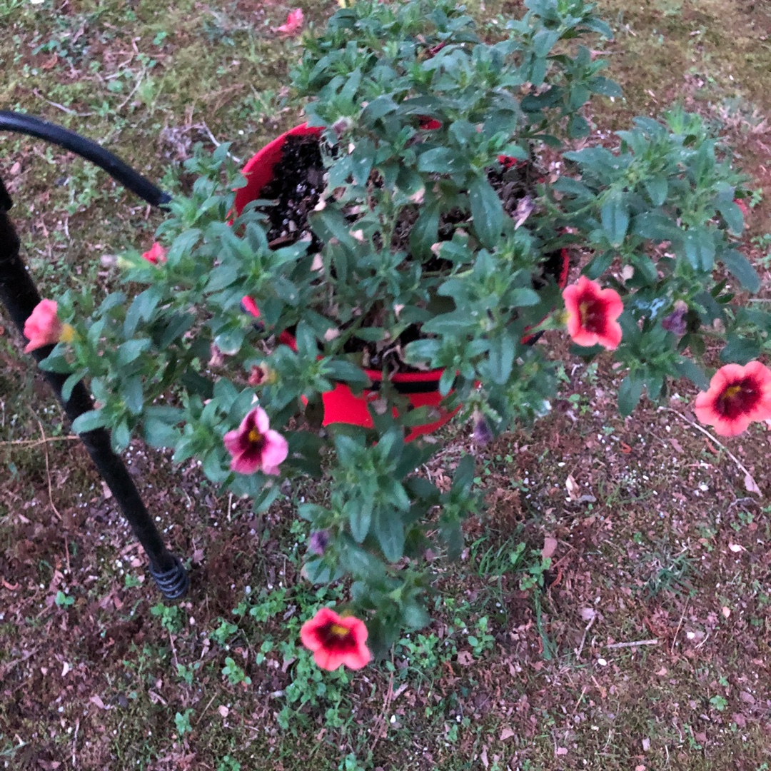 Calibrachoa Superbells® Coralberry Punch™ in the GardenTags plant encyclopedia Million Bells Superbells® Coralberry Punch™ in the GardenTags plant encyclopedia