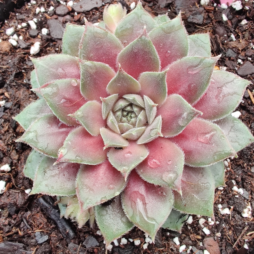 Sempervivum ChickCharms Silver Suede in the GardenTags plant encyclopedia Sempervivum ChickCharms Silver Suede in the GardenTags plant encyclopedia