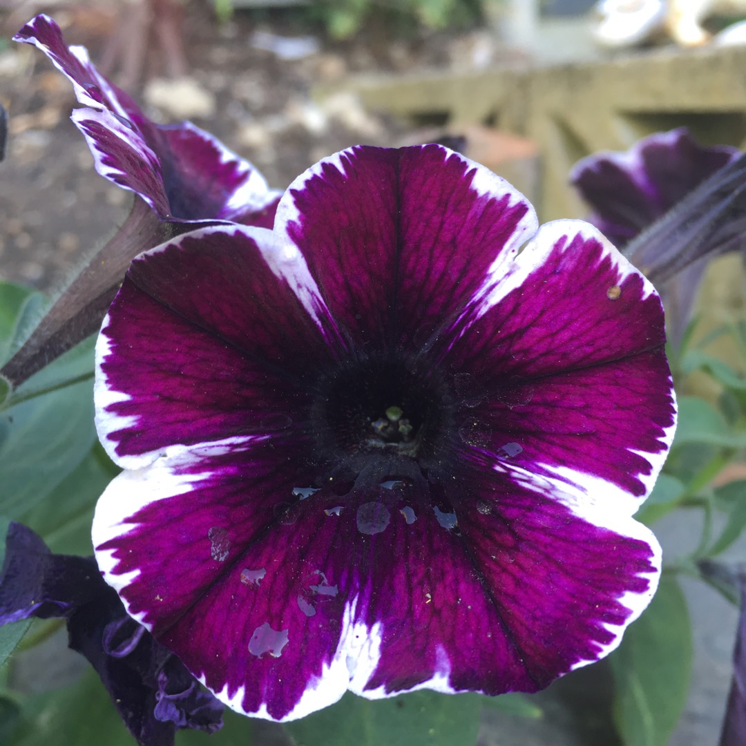 Petunia Sweetunia Miss Marvellous in the GardenTags plant encyclopedia Petunia Miss Marvellous in the GardenTags plant encyclopedia