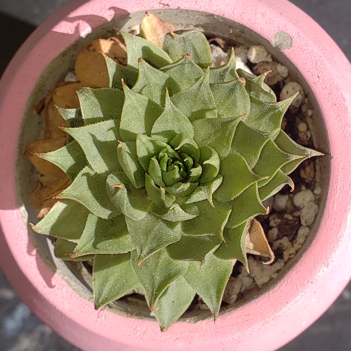 Sempervivum Red Beauty in the GardenTags plant encyclopedia Sempvivum Red Beauty in the GardenTags plant encyclopedia
