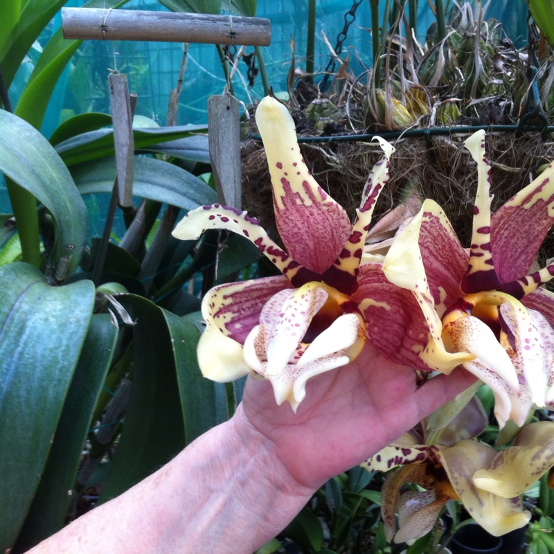 Stanhopea in the GardenTags plant encyclopedia Stanhopea orchid in the GardenTags plant encyclopedia