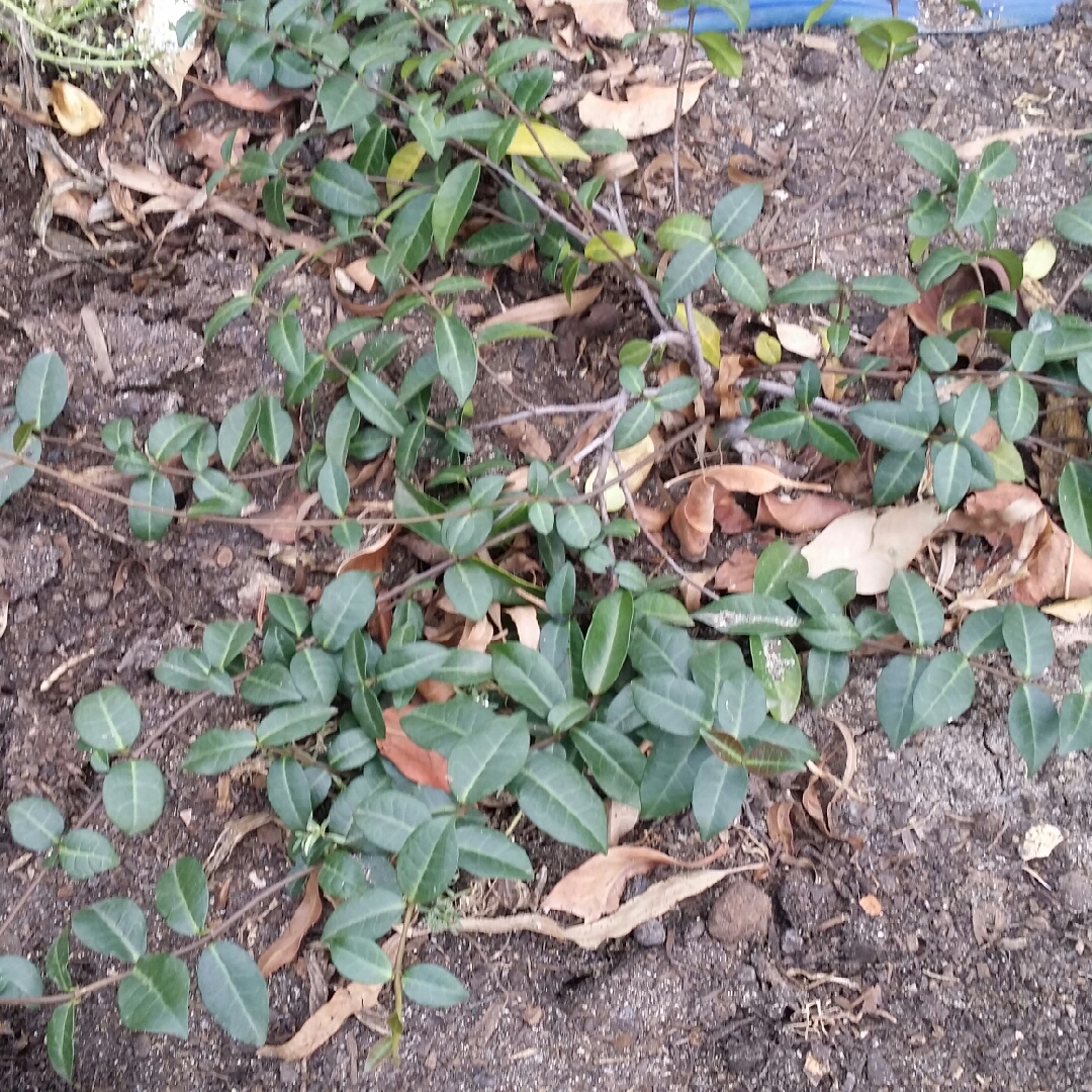 Trachelospermum asiaticum FT01 syn. Trachelospermum asiaticum Flat Mat in the GardenTags plant encyclopedia Asiatic Jasmine Flat Mat in the GardenTags plant encyclopedia
