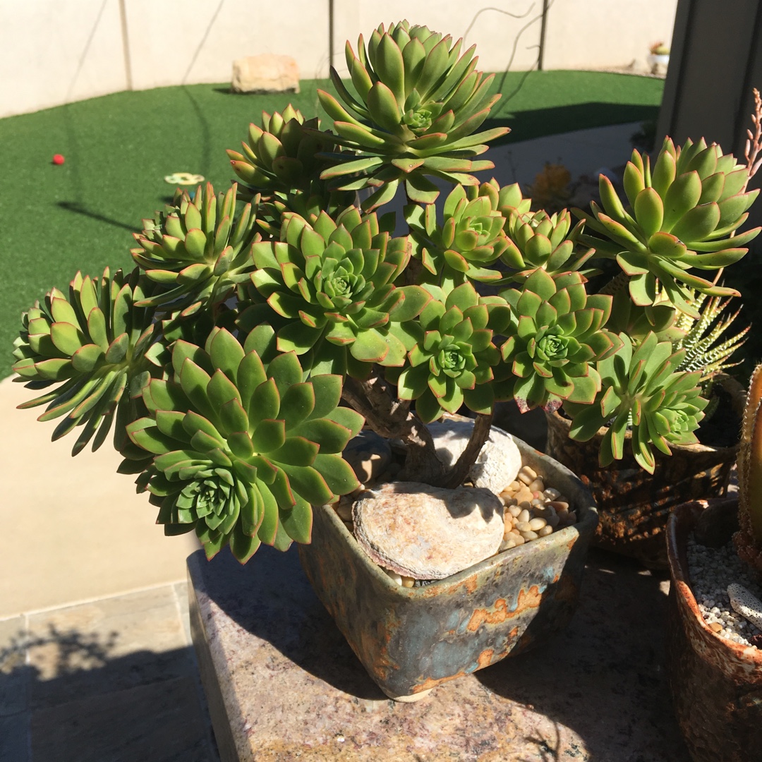 Aeonium Green Crush in the GardenTags plant encyclopedia Aeonium Green Crush in the GardenTags plant encyclopedia