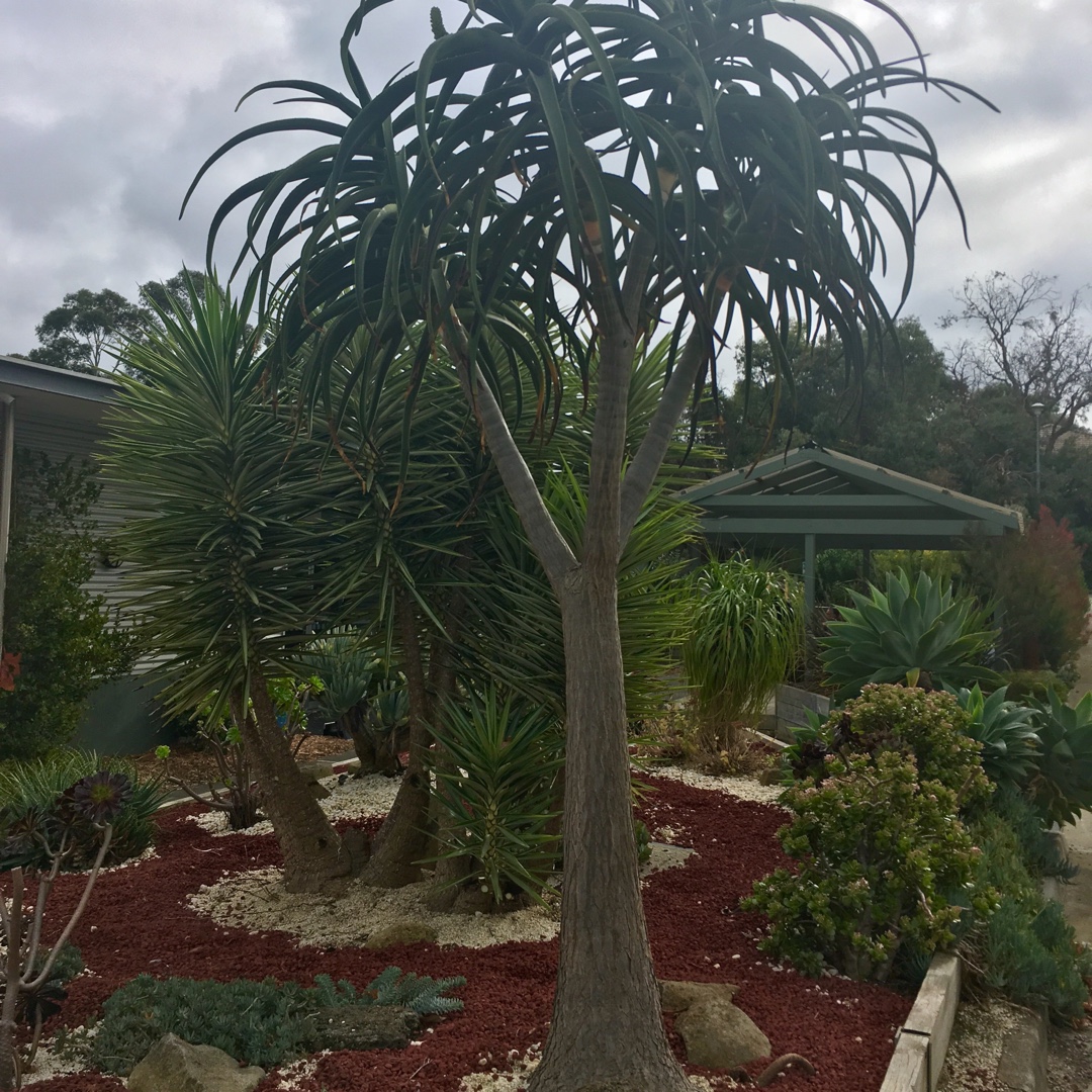 Aloidendron Barberae in the GardenTags plant encyclopedia Tree Aloe in the GardenTags plant encyclopedia