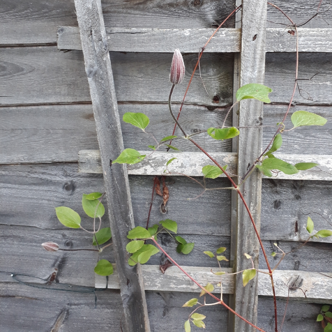 Clematis Allanah in the GardenTags plant encyclopedia Clematis Allanah in the GardenTags plant encyclopedia