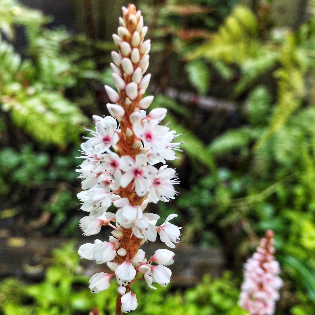 Persicaria affinis Darjeeling Red in the GardenTags plant encyclopedia Knotweed Darjeeling Red in the GardenTags plant encyclopedia