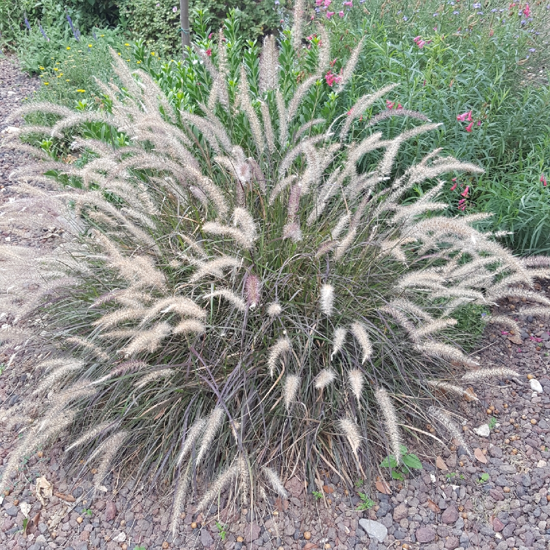 Pennisetum setaceum Eaton Canyon in the GardenTags plant encyclopedia Dwarf Red Fountain Grass Eaton Canyon in the GardenTags plant encyclopedia