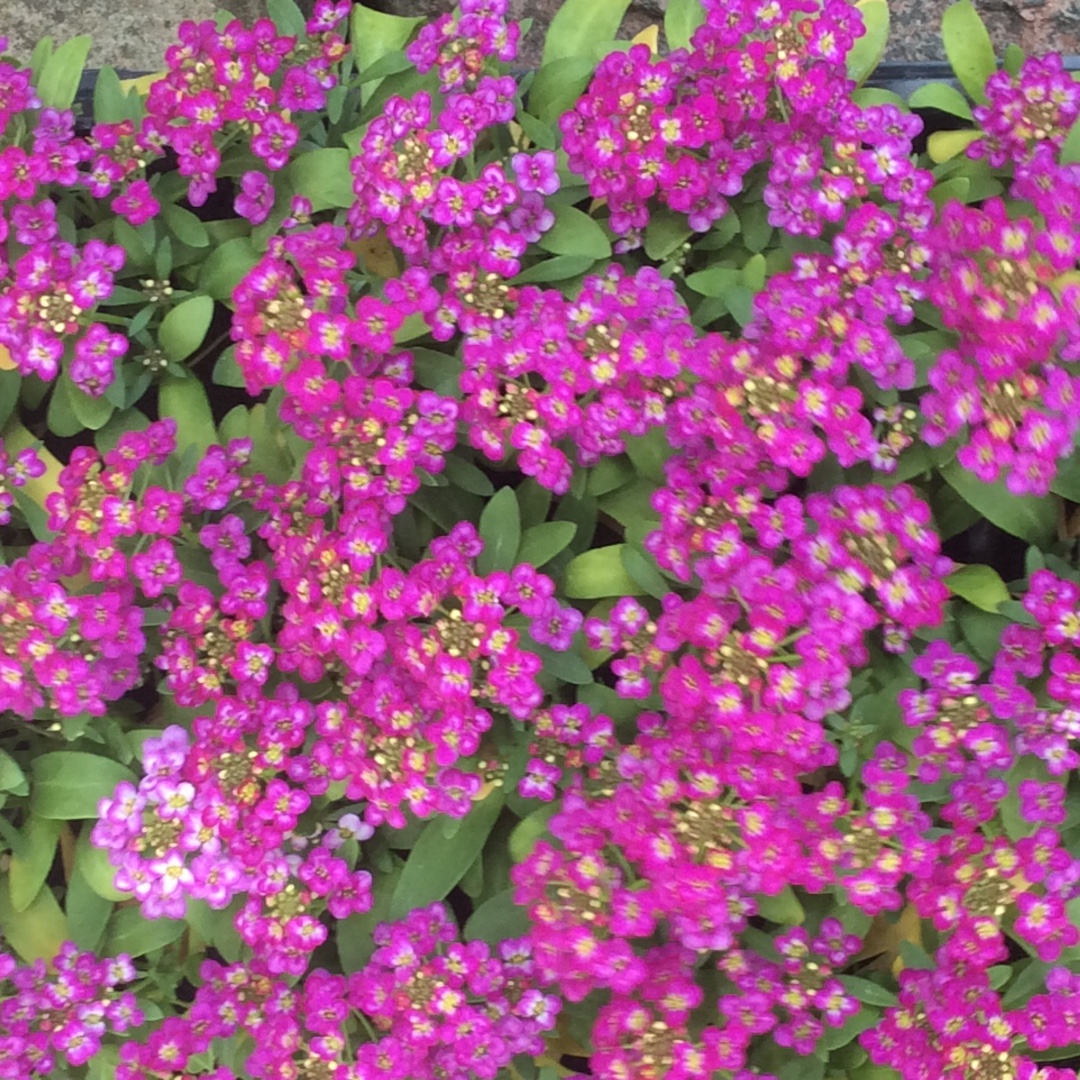 Lobularia maritima Rosie ODay in the GardenTags plant encyclopedia Sweet Alyssum Rosie ODay in the GardenTags plant encyclopedia