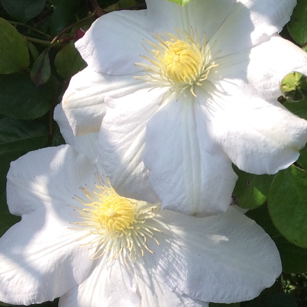Clematis Asagasumi in the GardenTags plant encyclopedia Clematis Asagasumi in the GardenTags plant encyclopedia
