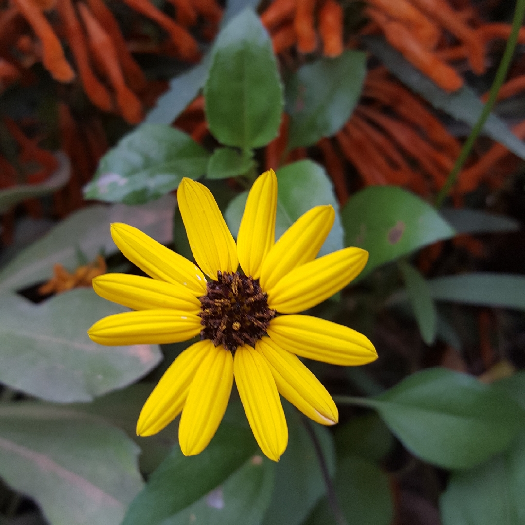 Helianthus debilis subsp. cucumerifolius in the GardenTags plant encyclopedia Cucumberleaf Sunflower in the GardenTags plant encyclopedia