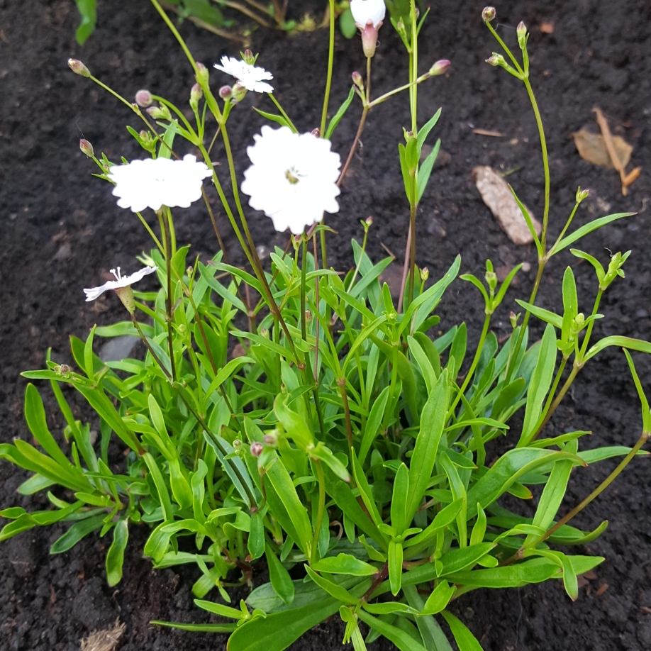 Silene alpestris Starry Dreams in the GardenTags plant encyclopedia Alpine Catchfly Starry Dreams in the GardenTags plant encyclopedia