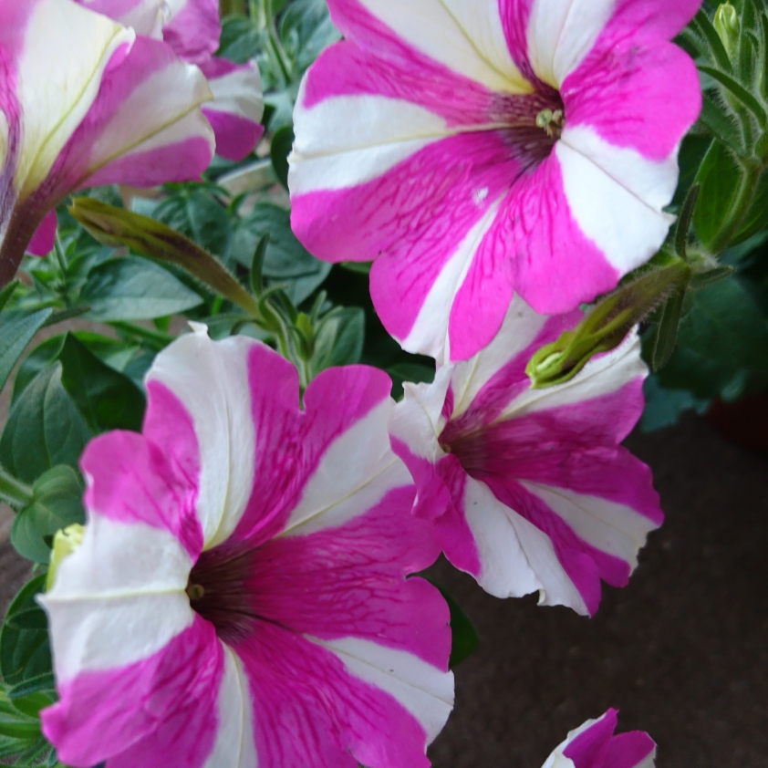 Petunia Pink Star in the GardenTags plant encyclopedia